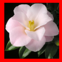 Magnoliaeflora