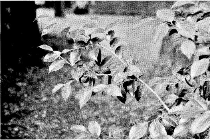 A suitable camellia branch for air layering