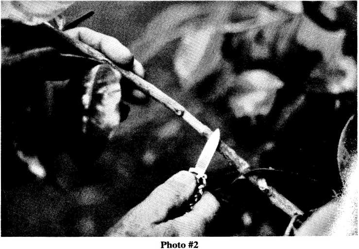 Cutting the stem for air layering