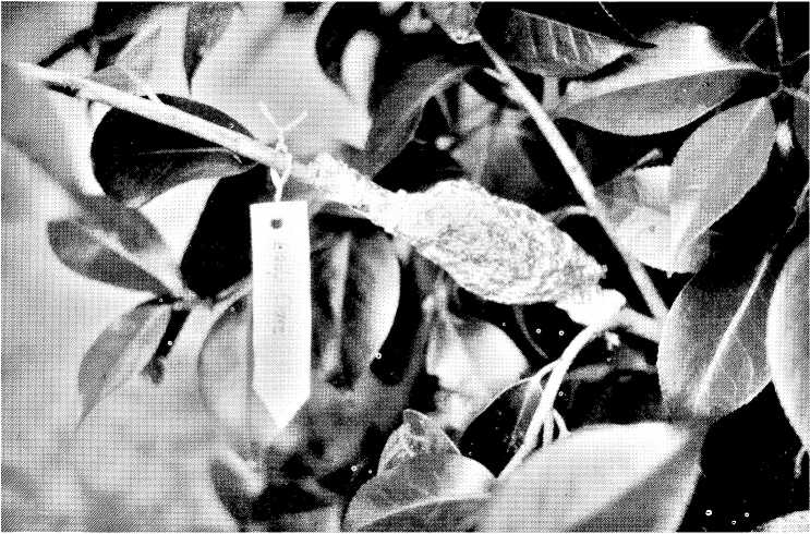 Aluminum foil covering an air layer on a Lady Clare camellia
