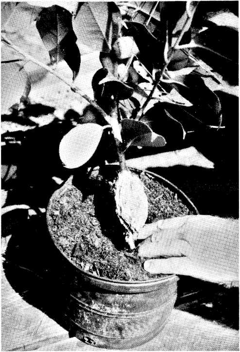 The severed air layer potted into a 2 or 3 gallon container