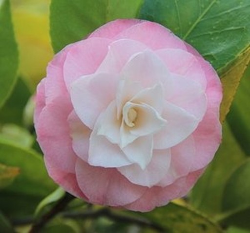 Virginia Rich camellia bloom
